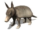 armadillo_blinking_mw.gif