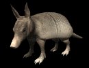 armadillo_blinking_mb.gif