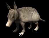 armadillo_blinking_lb.gif