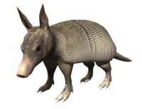 armadillo_blinking_hr.jpg
