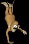 handstand_sb.gif