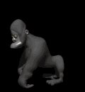 gorilla_standing_up_mb.gif