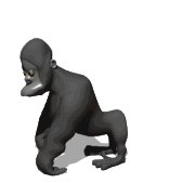 gorilla_standing_up_lw.gif