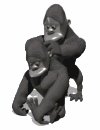gorilla_cleaning_one__a_mw.gif