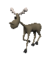 moose_walking_sc.gif