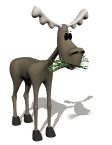 moose_eating_lw.gif
