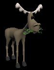 moose_eating_lc.gif
