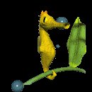 seahorse_hangon_lc.gif