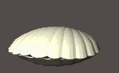 pearl_openseashell_lc.gif