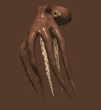 octopus_swimming_lc.gif