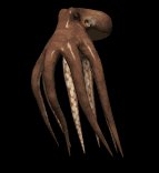 octopus_swimming_lb.gif
