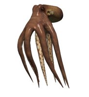 octopus_swimming_hr.jpg
