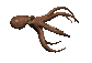 octopus_forward_sc.gif