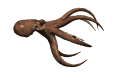 octopus_forward_mw.gif