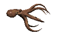 octopus_forward_mc.gif