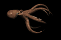 octopus_forward_mb.gif