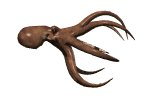 octopus_forward_lw.gif