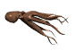 octopus_cruising_sw.gif