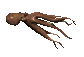 octopus_cruising_sc.gif