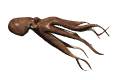 octopus_cruising_mw.gif