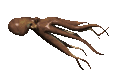 octopus_cruising_mc.gif