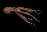octopus_cruising_lb.gif