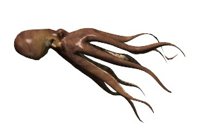 octopus_cruising_hr.jpg