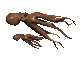 octopus_couple_sc.gif