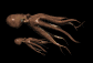 octopus_couple_sb.gif