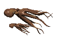 octopus_couple_mc.gif