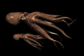 octopus_couple_mb.gif
