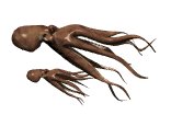 octopus_couple_lw.gif