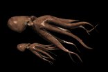 octopus_couple_lb.gif