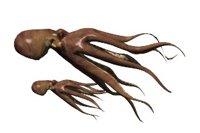 octopus_couple_hr.jpg