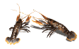 lobsters_pair_sw.gif