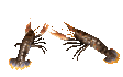 lobsters_pair_sc.gif