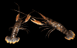 lobsters_pair_sb.gif