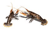 lobsters_pair_mw.gif