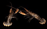 lobsters_pair_mb.gif