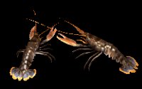 lobsters_pair_lc.gif