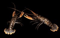 lobsters_pair_lb.gif