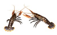 lobsters_pair_hr.jpg