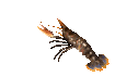 lobster_wiggling_ante_a_sc.gif
