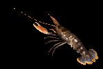 lobster_wiggling_ante_a_mc.gif