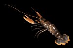 lobster_wiggling_ante_a_mb.gif