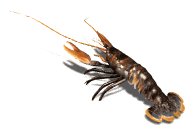 lobster_wiggling_ante_a_lw.gif
