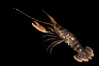 lobster_wiggling_ante_a_lc.gif