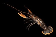 lobster_wiggling_ante_a_lb.gif