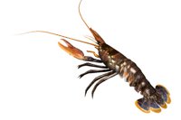 lobster_wiggling_ante_a_hr.jpg