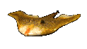 devil_fish_swimming_sc.gif